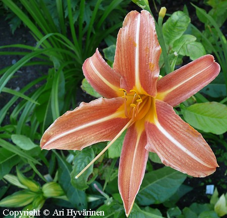 Hemerocallis fulva 'Margaret Perry' rusopivnlilja